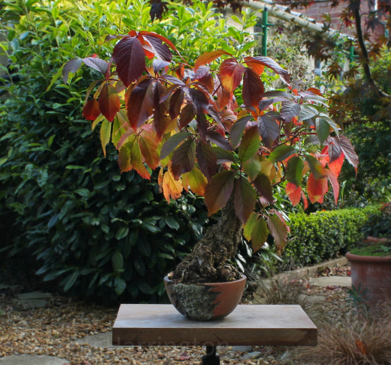 virginia creeper bonsai